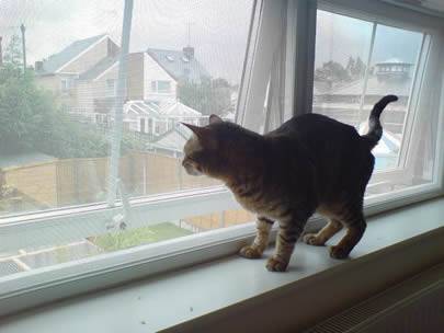 Un chat se tient sur le rebord de fenêtre, et la fenêtre est faite d'écran galvanisé d'insecte.