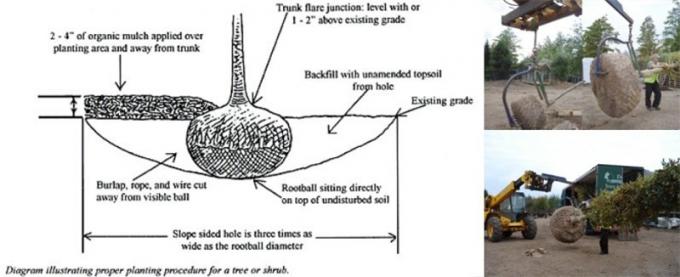 Panier de maille de boule de racine d'arbre de fil pour la pépinière ou le jardinage