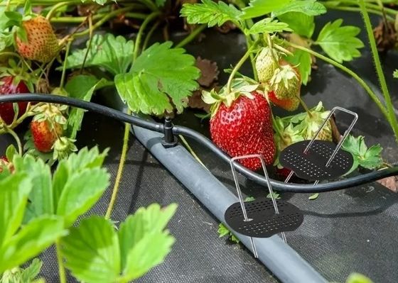 Réseau d'insectes fixation du gazon fixation des grappes SOD clés en acier galvanisé clou de jardin
