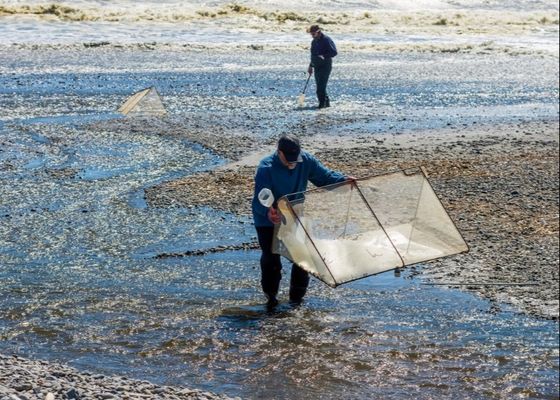 Filet à blanchailles en alliage 10meshx10mesh pour la réparation des filets à blanchailles ou la fabrication de tamis