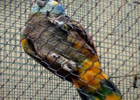 Filet de câble en acier inoxydable Ss 304 Ss 316 Filet de câble en acier inoxydable à virole en vente