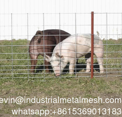 Plaque de treillis métallique soudé galvanisée de 6 mm