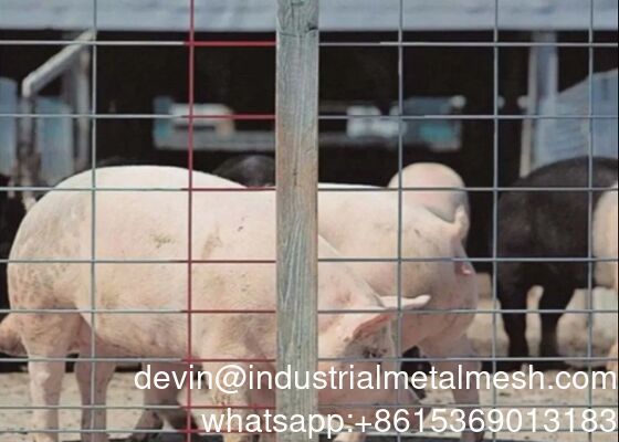 Panneau pour porcs galvanisé à chaud pour clôtures de bétail et de bovins