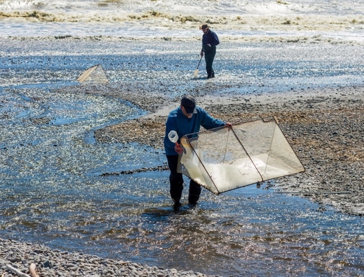 Filet à blanchailles en alliage 10meshx10mesh pour la réparation des filets à blanchailles ou la fabrication de tamis